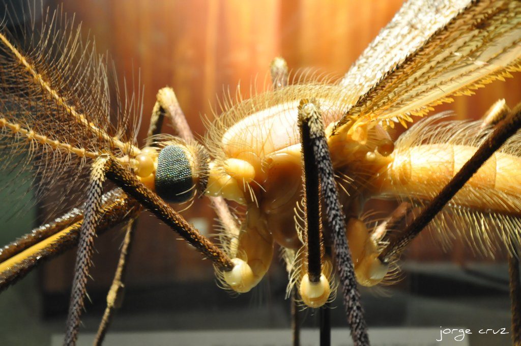 A close up a mosquito 