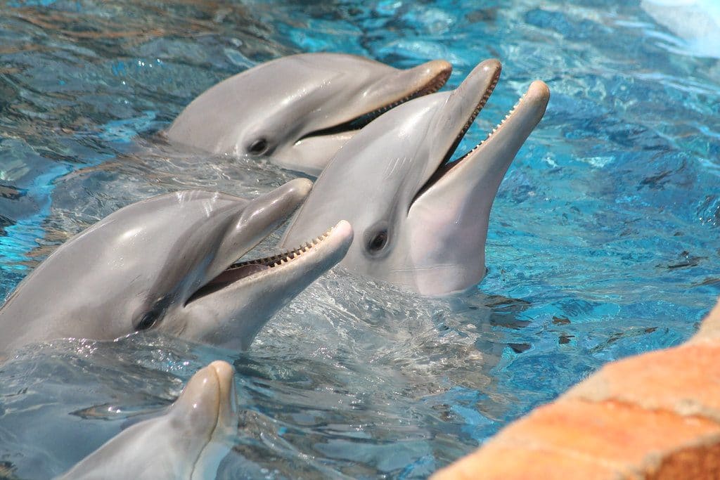 bottlenpose-dolphins