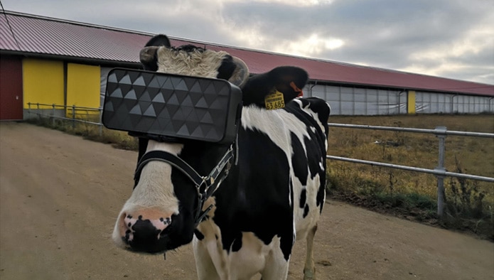Cow-wearing-VR-headets